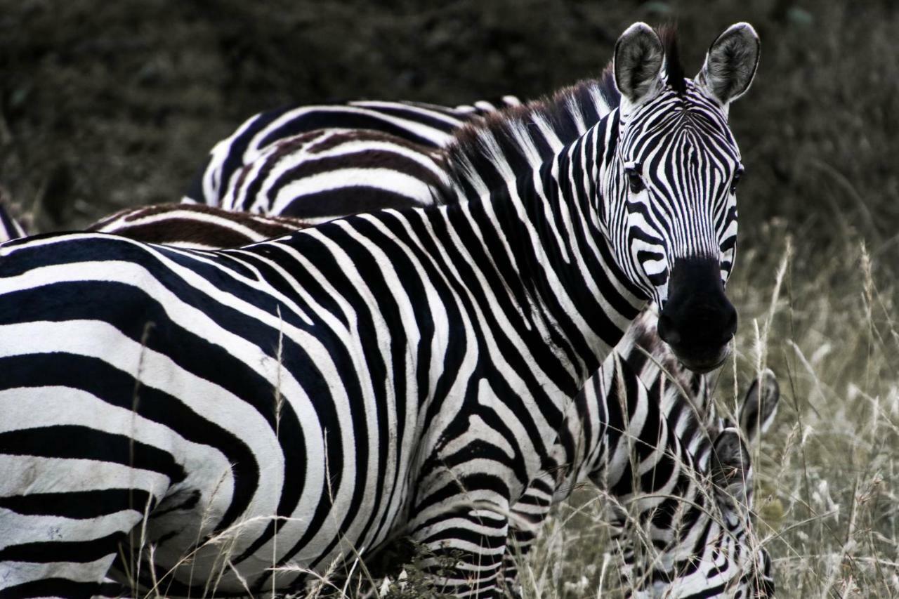 Taasa Lodge Serengeti Eksteriør bilde