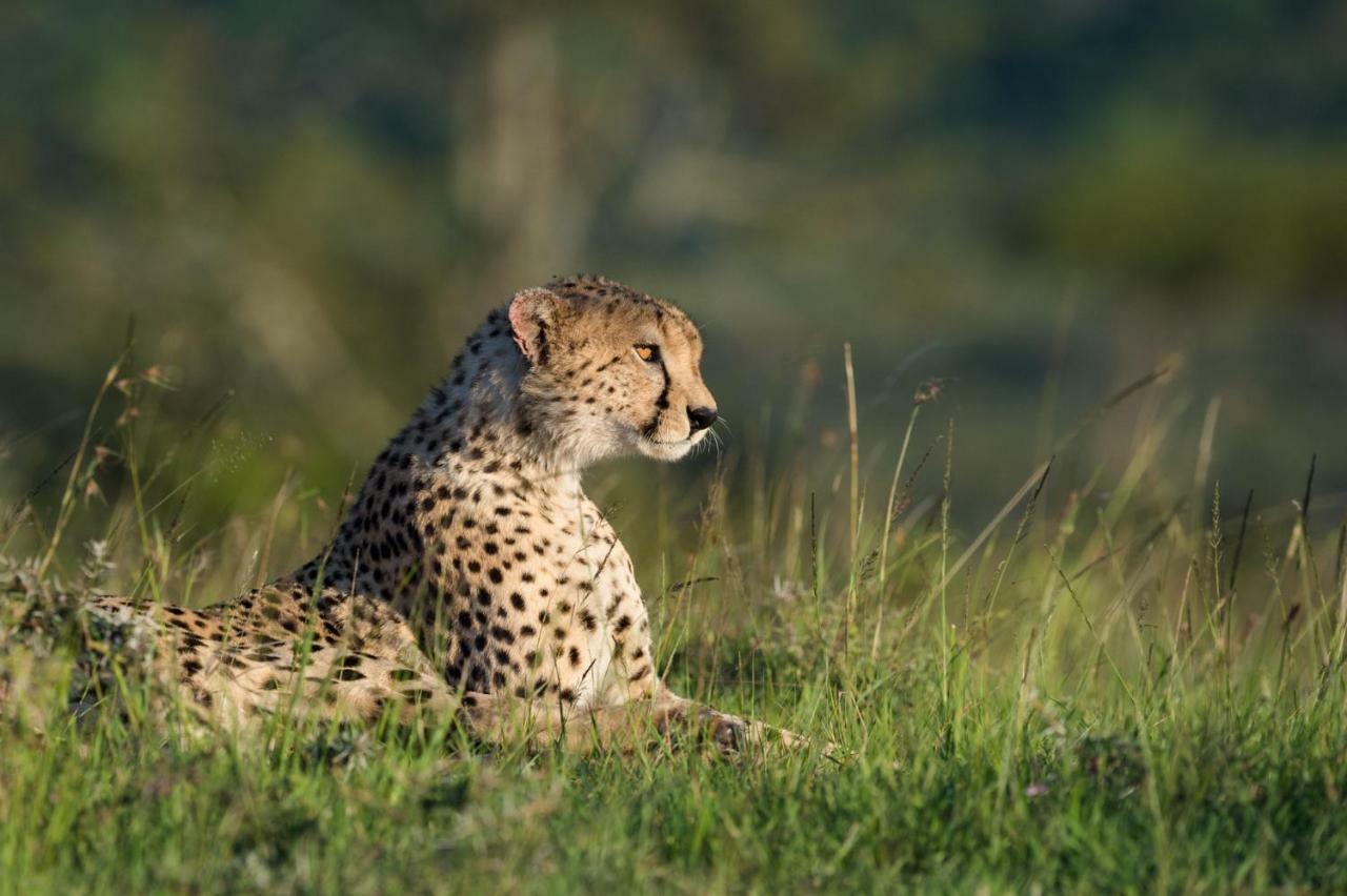 Taasa Lodge Serengeti Eksteriør bilde
