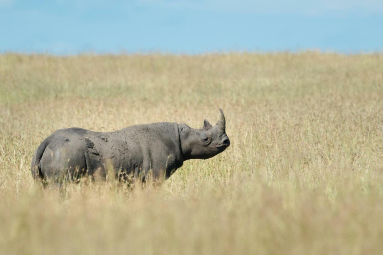 Taasa Lodge Serengeti Eksteriør bilde