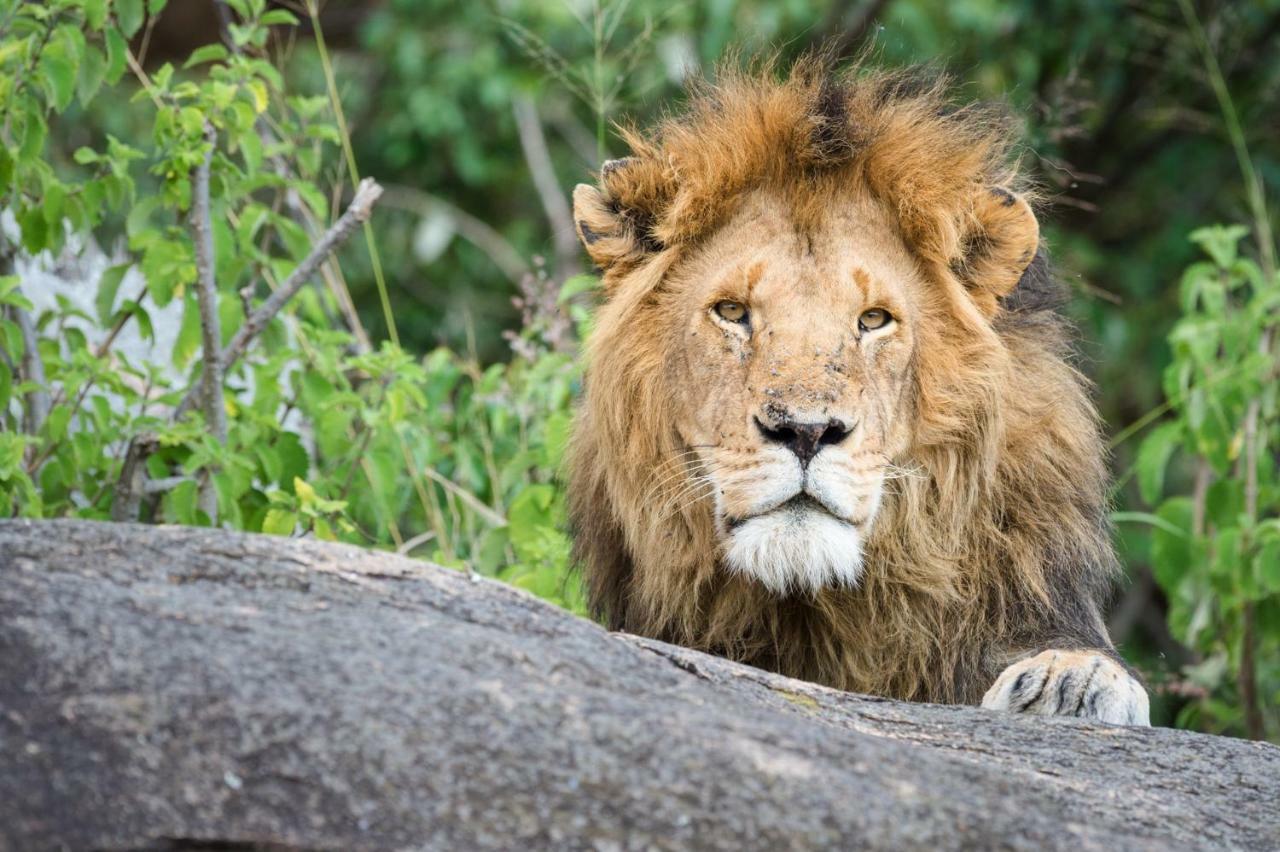 Taasa Lodge Serengeti Eksteriør bilde