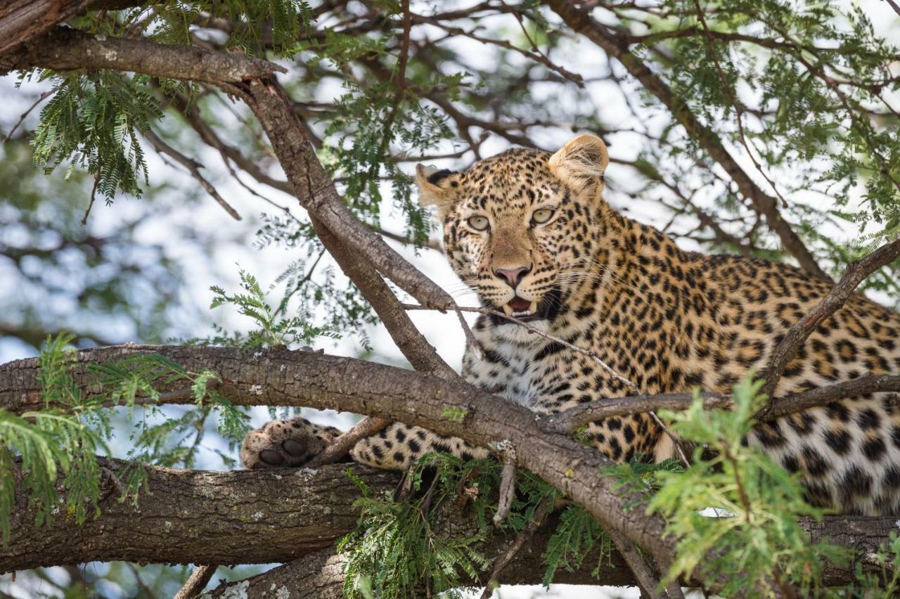 Taasa Lodge Serengeti Eksteriør bilde